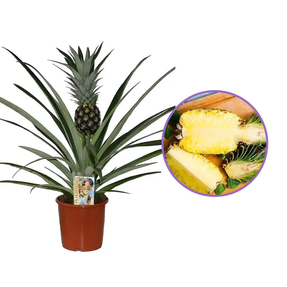 Ananas Tropical cu Fruct Champaca, planta de interior exotica cu fruct decorativ comestibil si frunze verzi lucioase - 50/60 cm