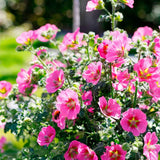 Anisodontea Capensis Elegans Princess, cu flori roz bogate - VERDENA-Tulpina de 30 cm inaltime, livrat in ghiveci de 4 l