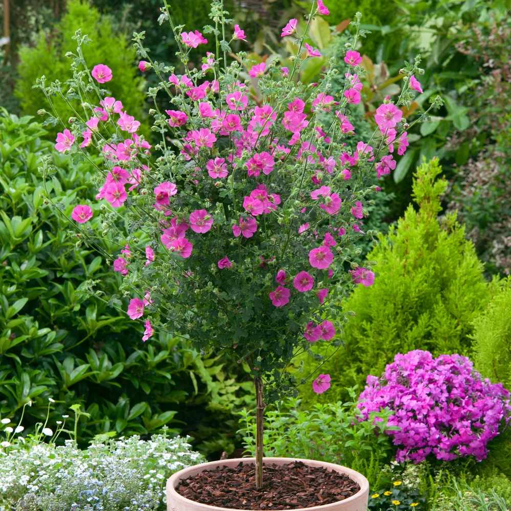 Anisodontea Capensis Elegans Princess, cu flori roz bogate