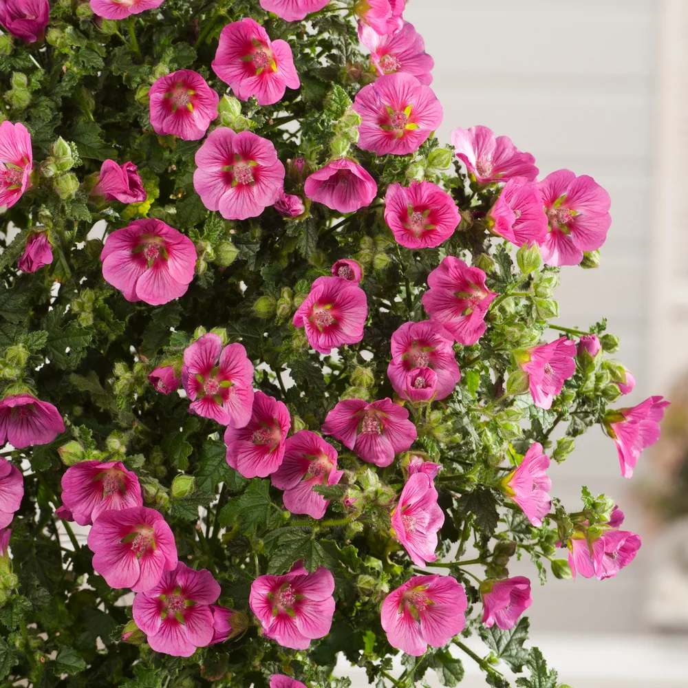 Anisodontea Capensis Elegans Princess, cu flori roz bogate
