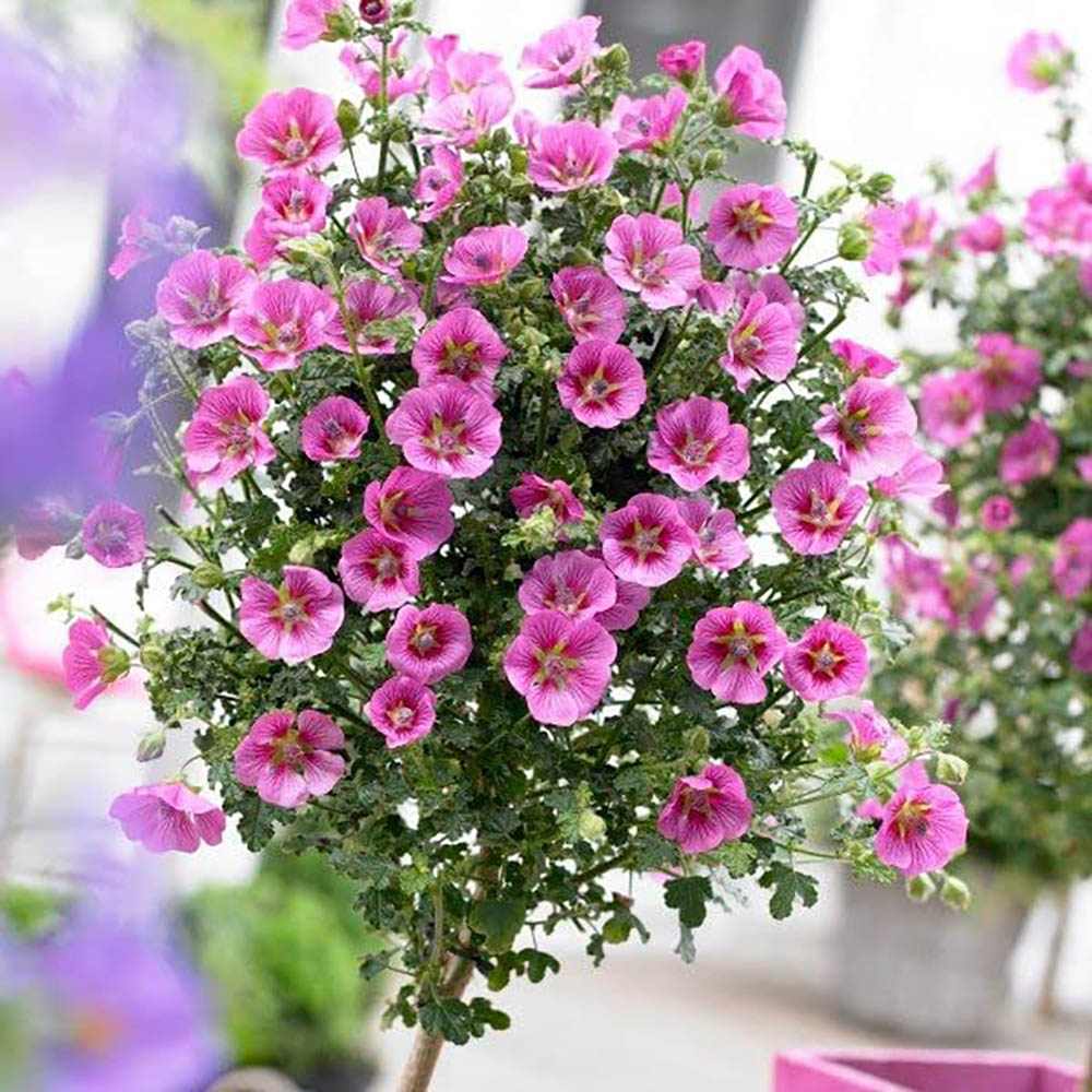 Anisodontea Capensis Elegans Princess, cu flori roz bogate