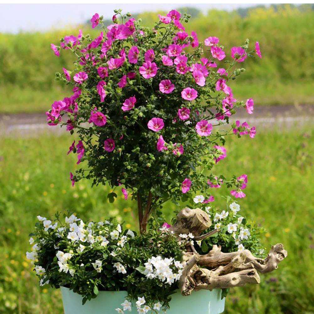 Anisodontea Capensis Elegans Princess, cu flori roz bogate