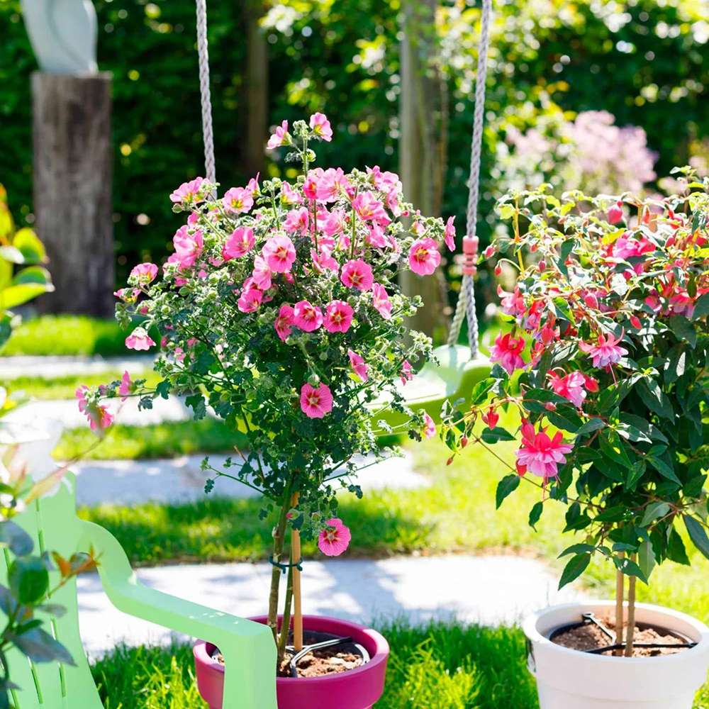 Anisodontea Capensis Elegans Princess, cu flori roz bogate