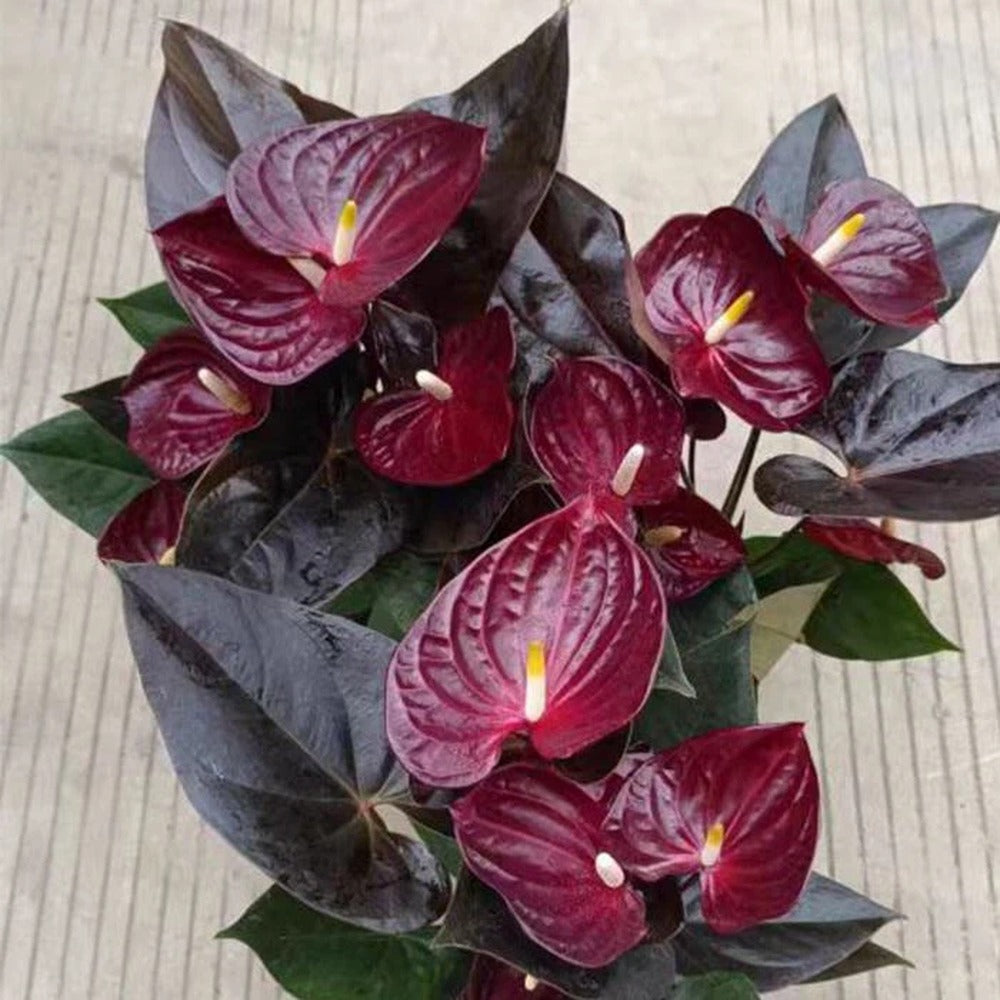 Floarea Flamingo Anthurium Delicata, planta de interior cu flori rosu-burgundiu lucioase in forma de inima - 65 cm