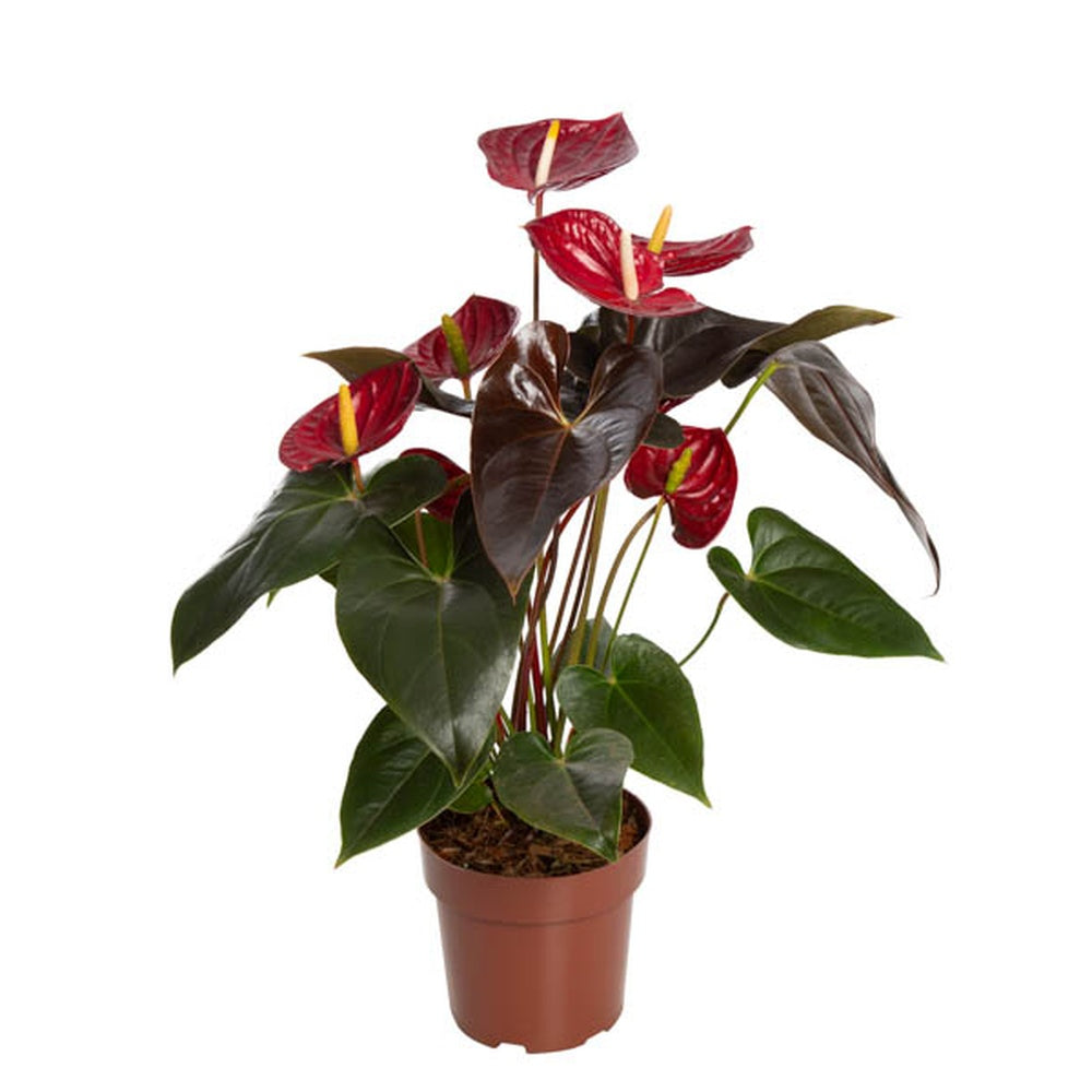 Floarea Flamingo Anthurium Delicata, planta de interior cu flori rosu-burgundiu lucioase in forma de inima - 65 cm