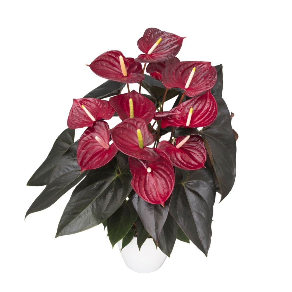 Floarea Flamingo Anthurium Delicata, planta de interior cu flori rosu-burgundiu lucioase in forma de inima - 65 cm