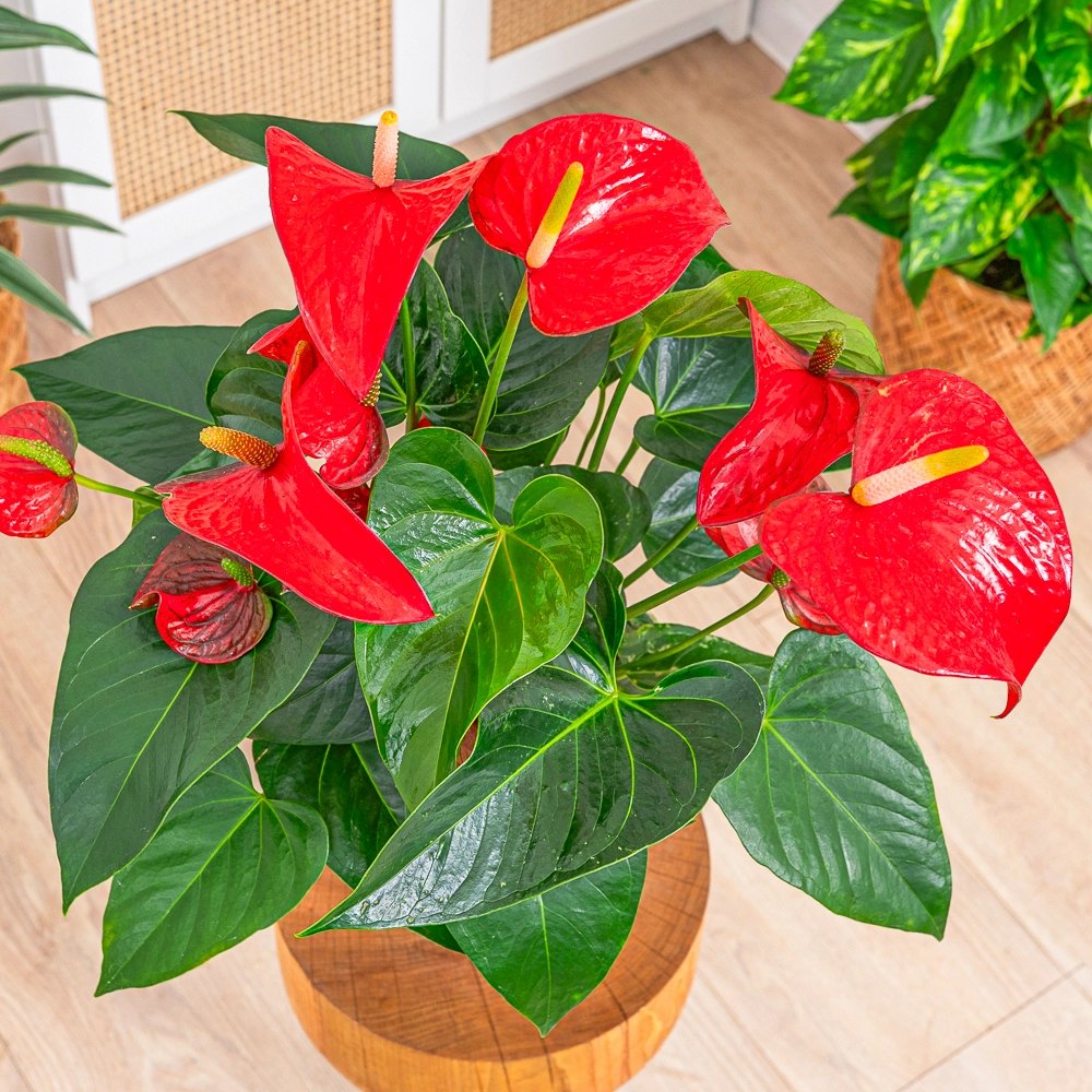 Floarea Flamingo Anthurium Red Bull, planta de interior eleganta cu flori rosu in forma de inima - 55 cm