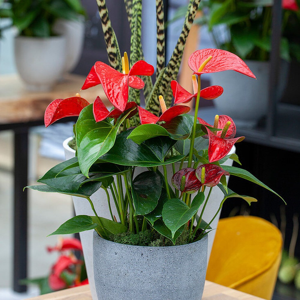 Floarea Flamingo Anthurium Red Bull, planta de interior eleganta cu flori rosu in forma de inima - 55 cm
