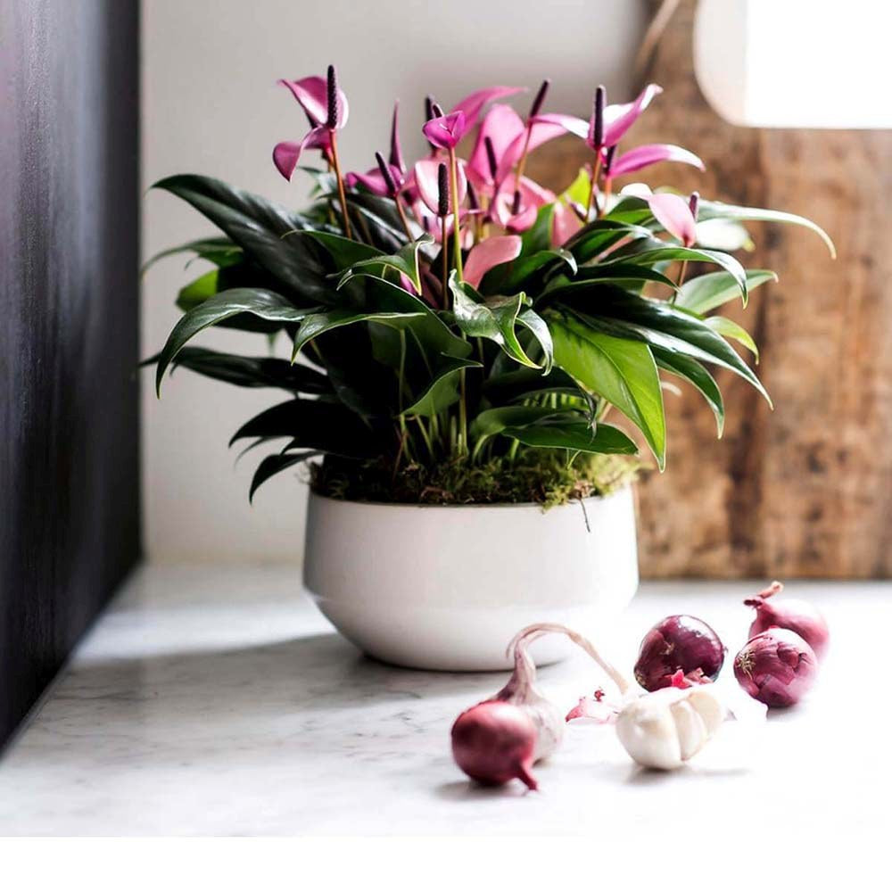 Floarea Flamingo Anthurium Karma Purple, planta de interior cu flori mov decorative