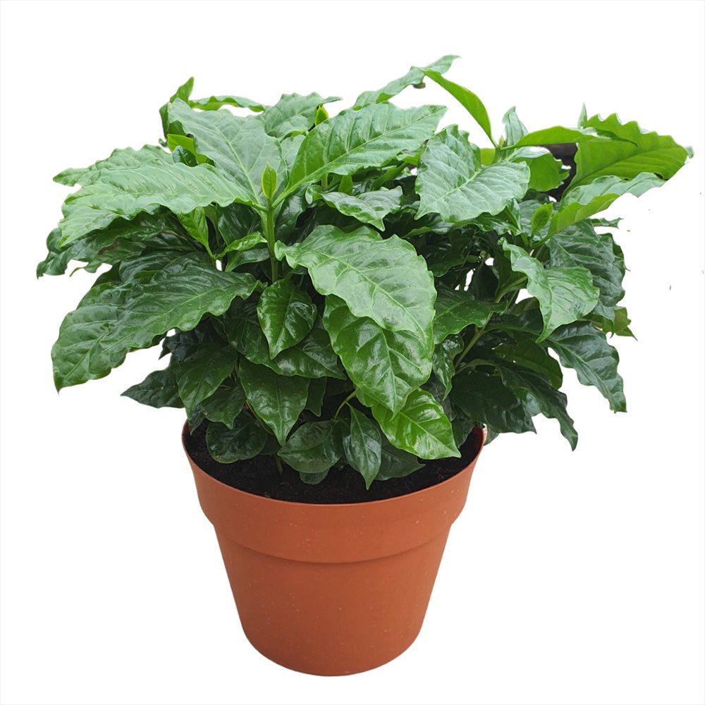 Arborele de Cafea, pom fructifer exotic, planta de interior, produce boabe de cafea reale