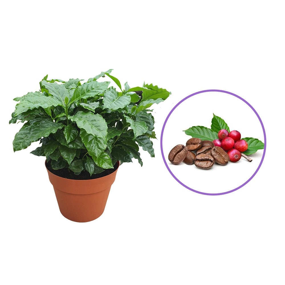Arborele de Cafea, pom fructifer exotic, planta de interior, produce boabe de cafea reale
