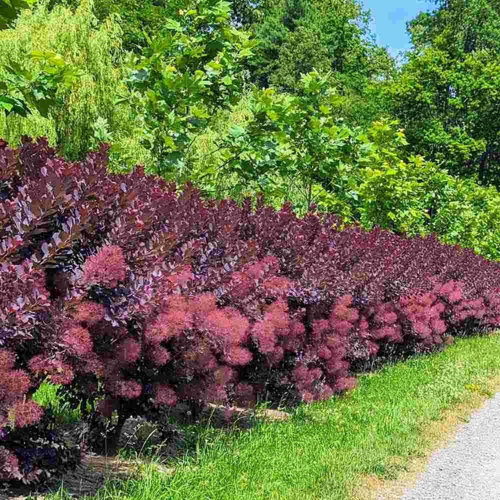 Arbore de Fum, Scumpie Rosie (Cotinus coggygria) Royal Purple