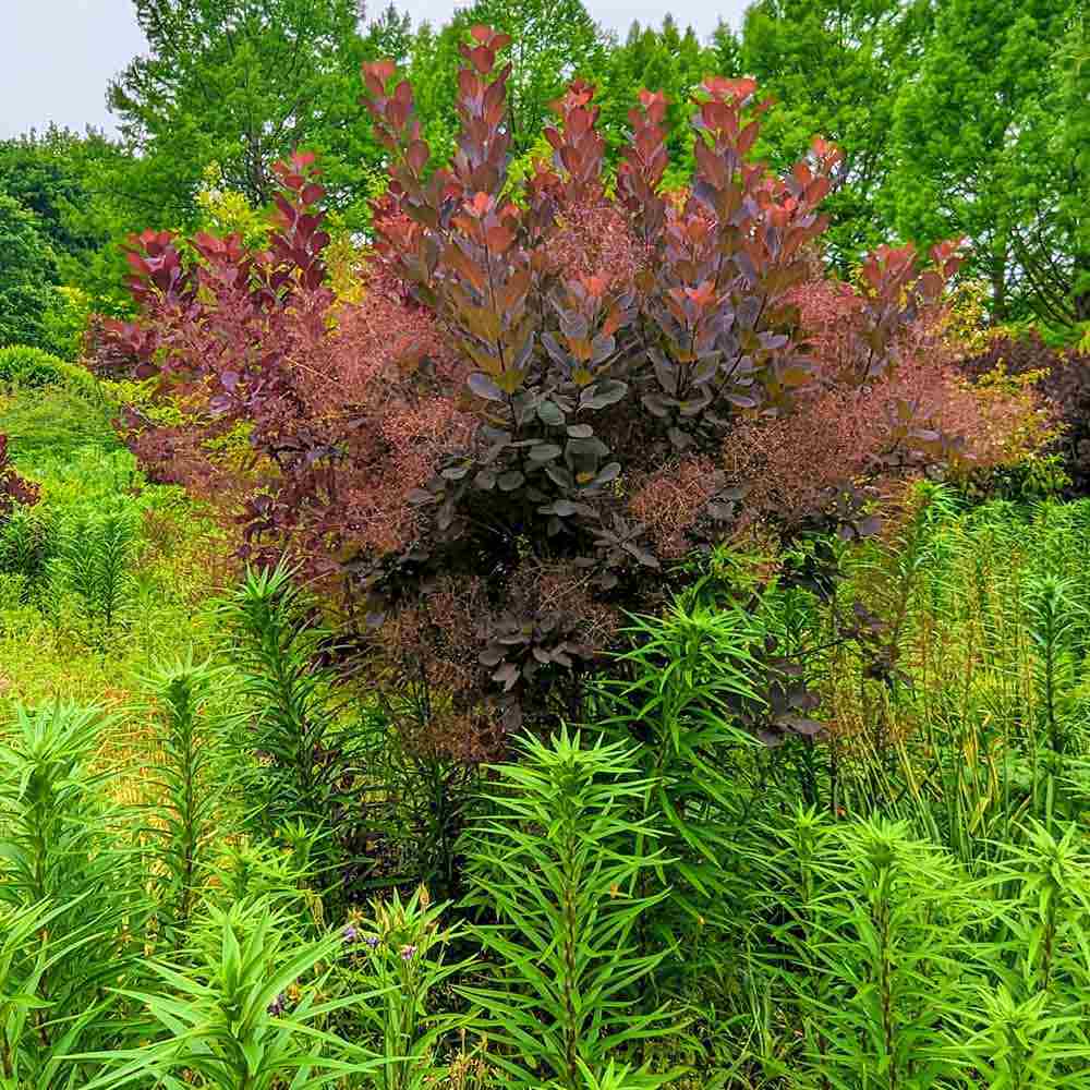 Arbore de Fum, Scumpie Rosie (Cotinus coggygria) Royal Purple