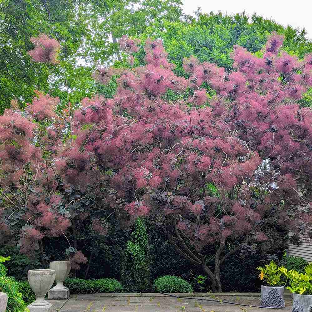 Arbore de Fum, Scumpie Rosie (Cotinus coggygria) Royal Purple