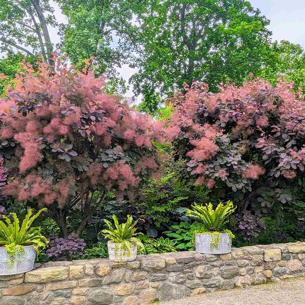 Arbore de Fum, Scumpie Rosie (Cotinus coggygria) Royal Purple