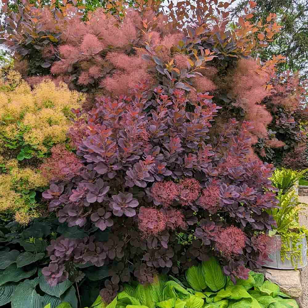 Arbore de Fum, Scumpie Rosie (Cotinus coggygria) Royal Purple