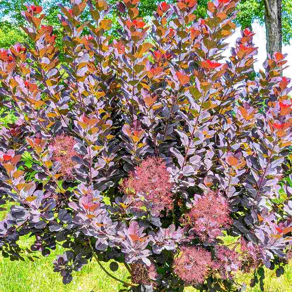 Arbore de Fum, Scumpie Rosie (Cotinus coggygria) Royal Purple