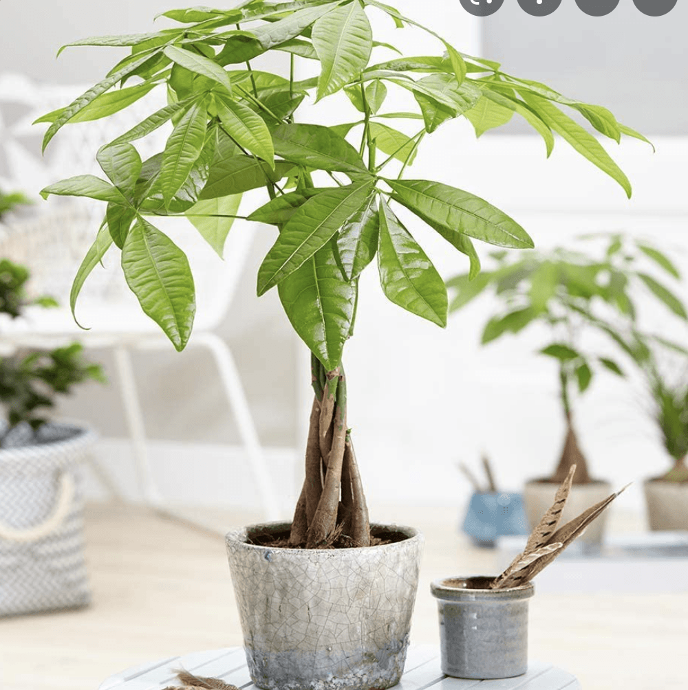 Arborele Banilor (Pachira Aquatica), cu tulpina Impletita, planta de interior norocoasa, purificatoare de aer - 80-95 cm