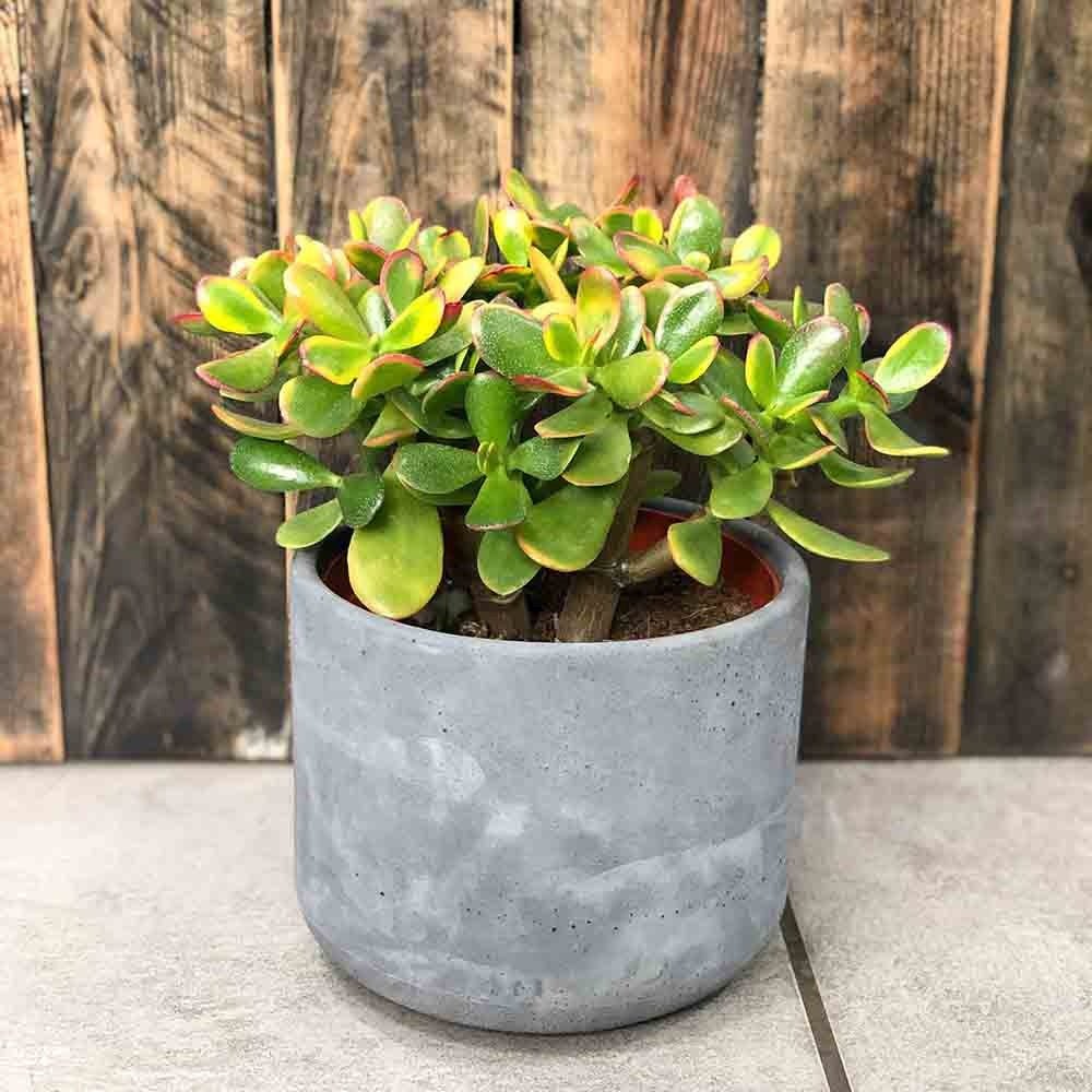 Arborele de Jad (Crassula Ovata Sunset) - 21 cm