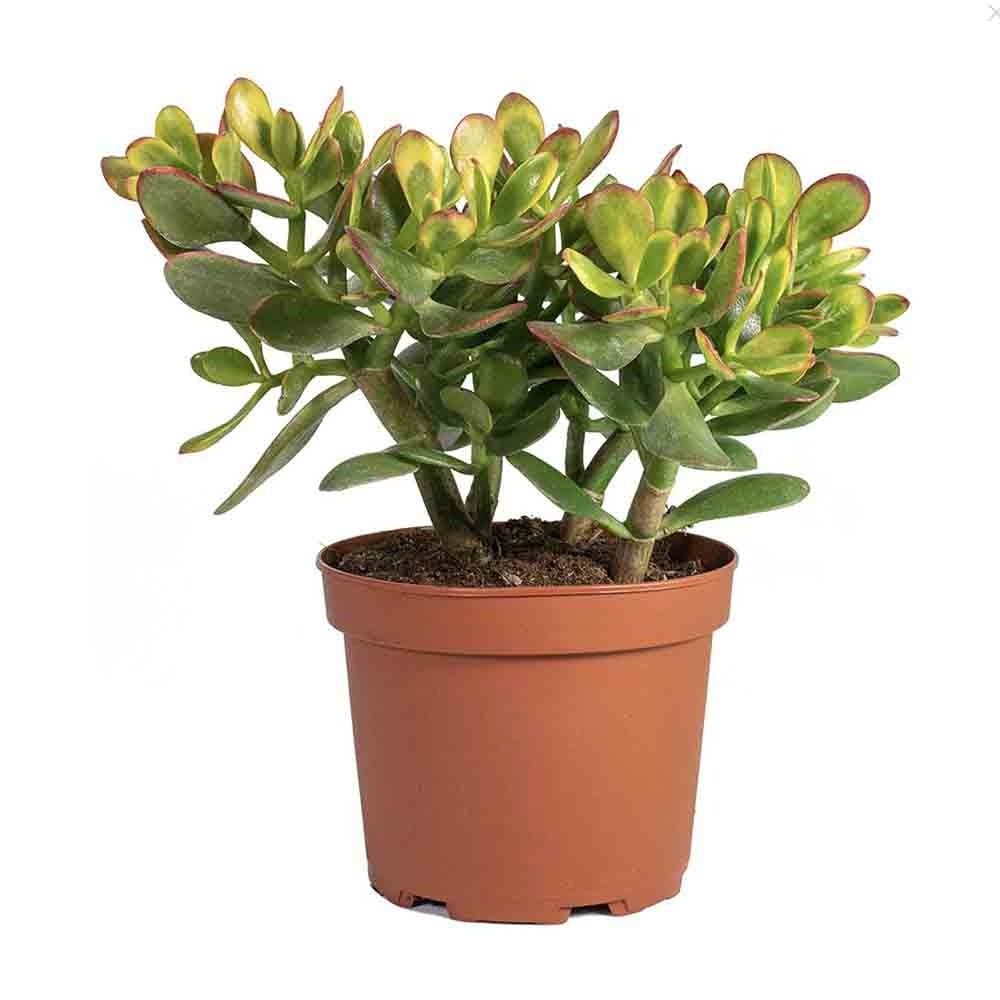 Arborele de Jad (Crassula Ovata Sunset) - 21 cm