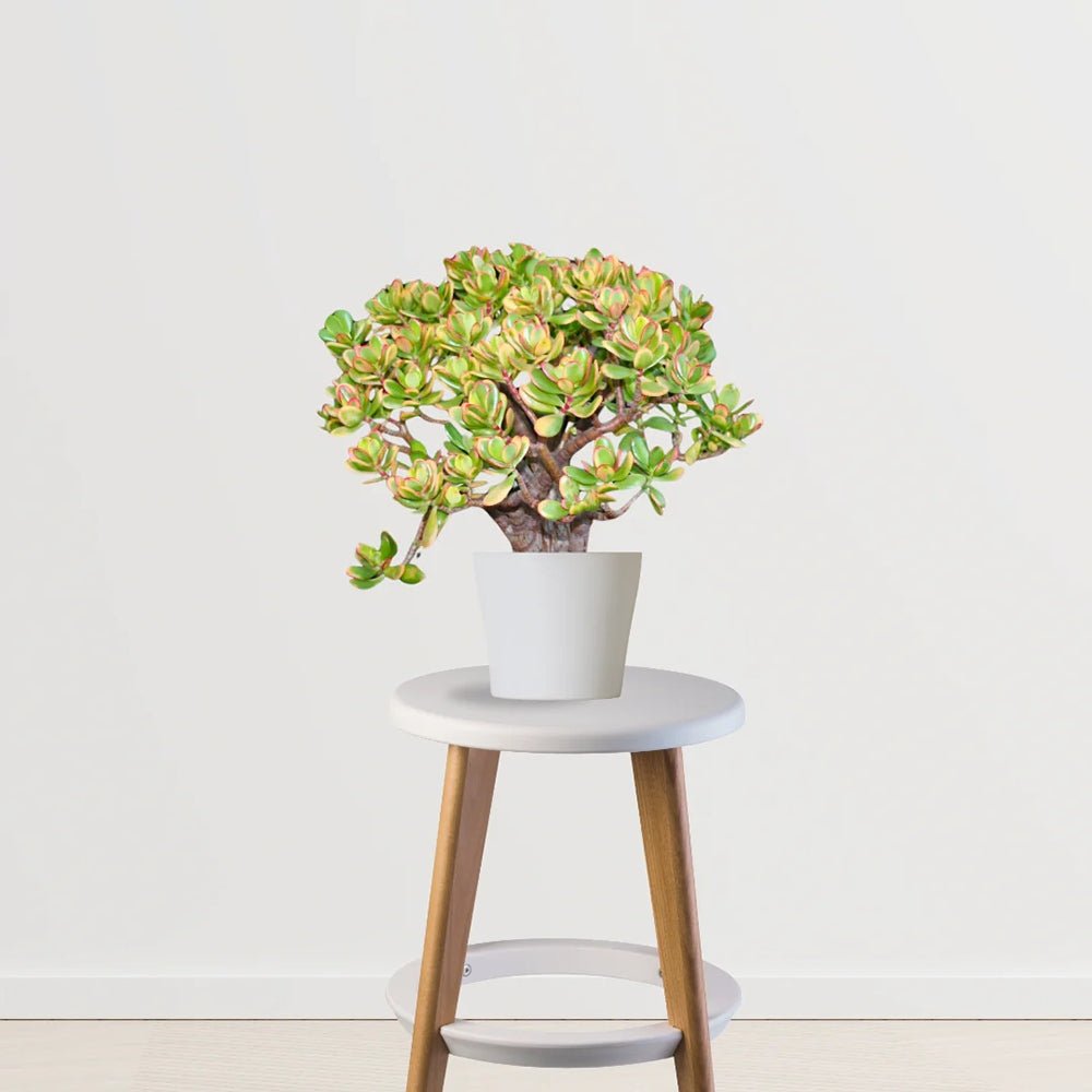 Arborele de Jad (Crassula Ovata Sunset) - 30 cm