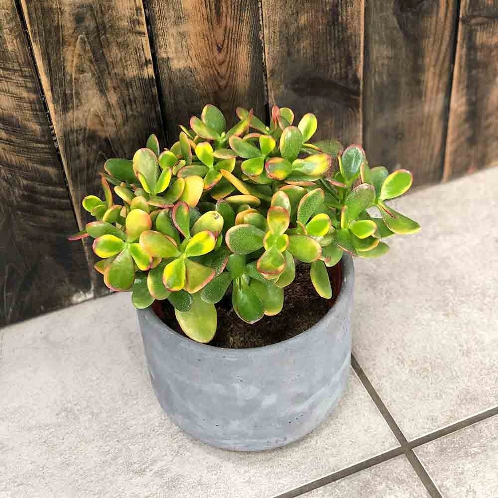 Arborele de Jad (Crassula Ovata Sunset) - 30 cm