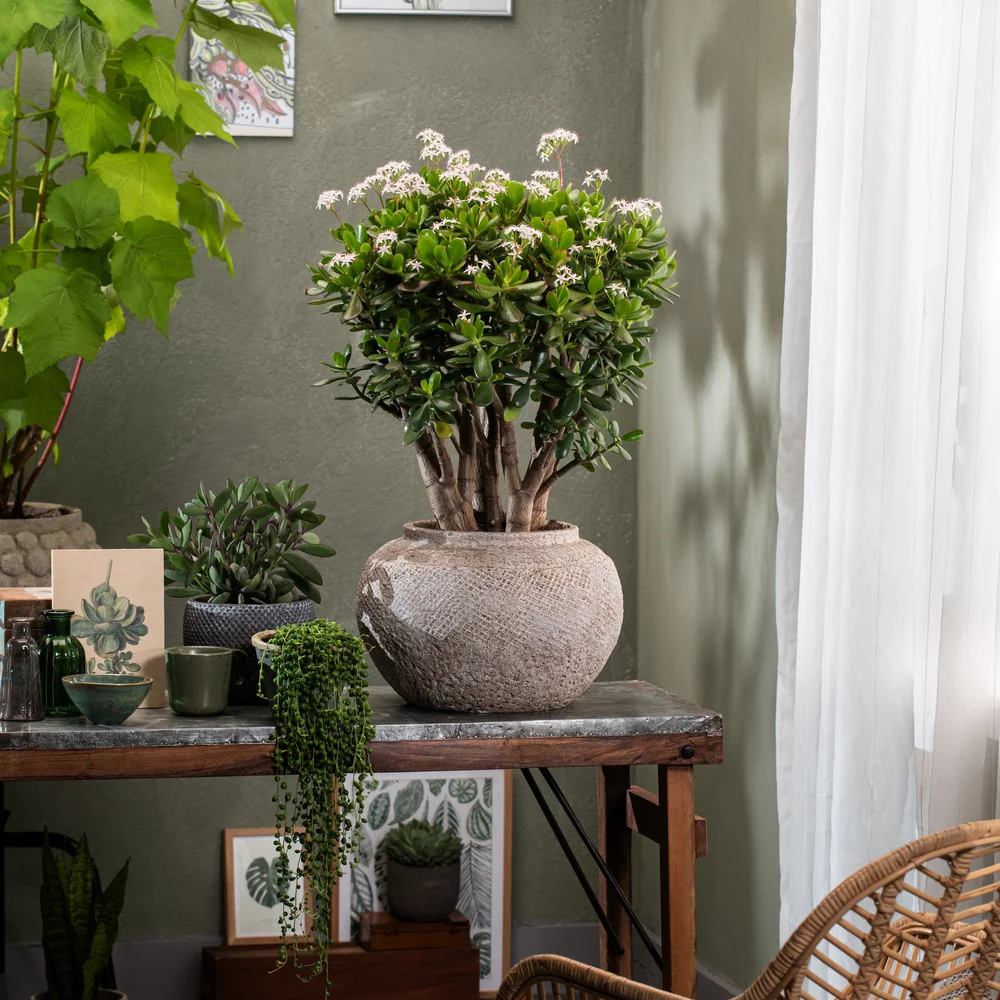 Arborele de Jad XL (Crassula Ovata) - 50-55 cm