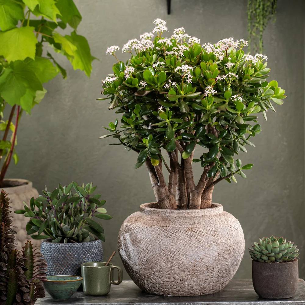Arborele de Jad XXL (Crassula Ovata) - 70 cm