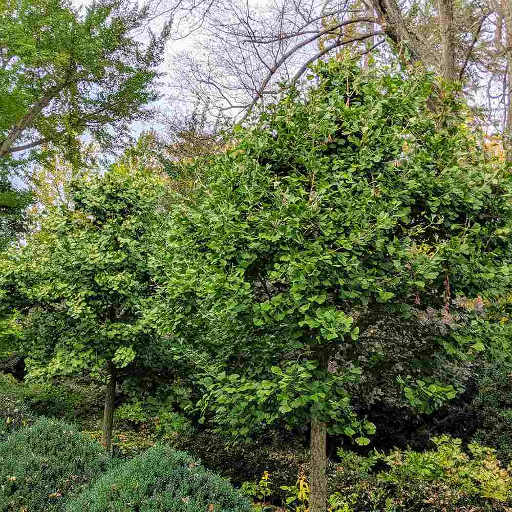 Arborele Pagodelor (Ginkgo Biloba)