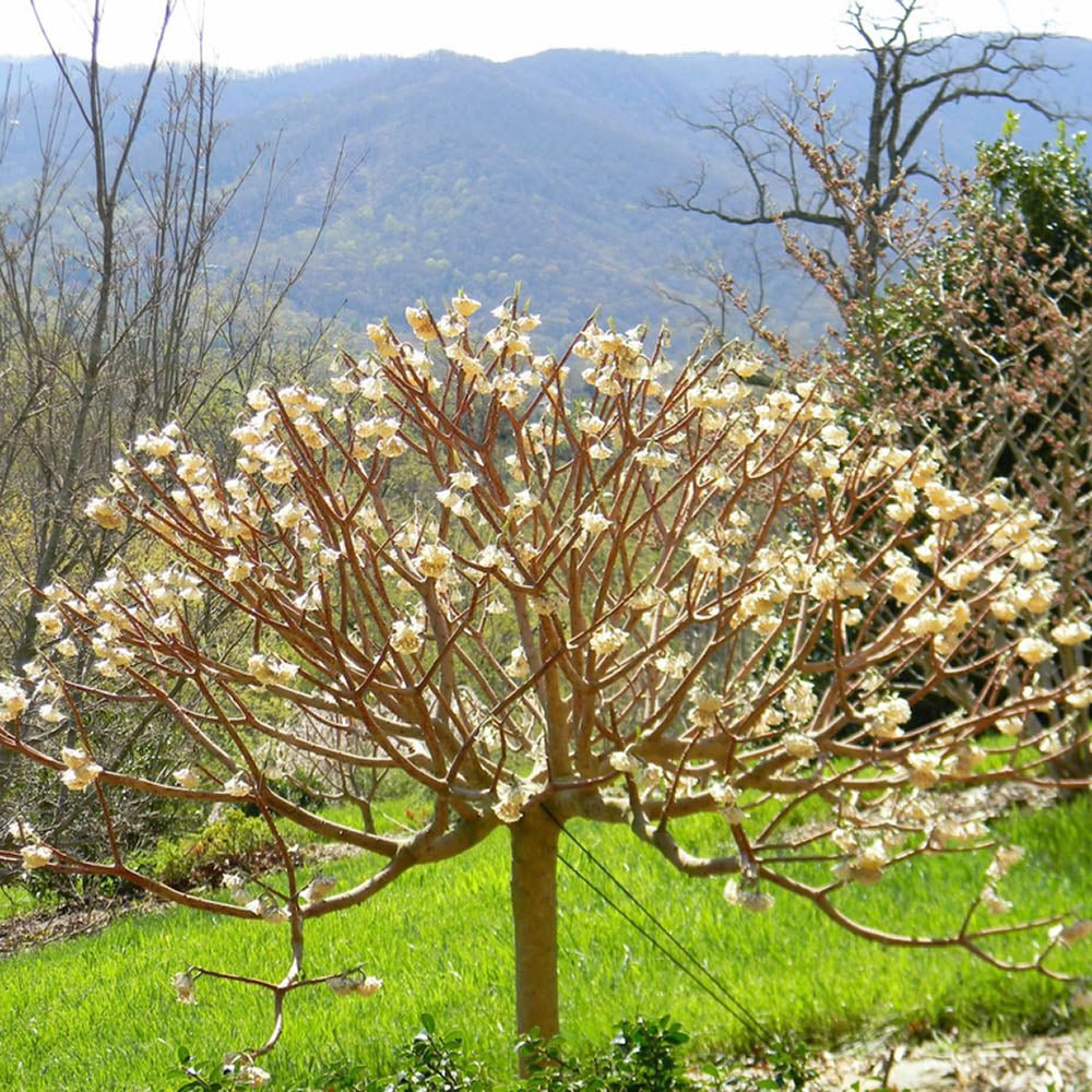 Arbust de hartie Edgeworthia Grandiflora Tip Copac, flori galbene extrem de parfumate, infloreste in iarna, rezistent la frig