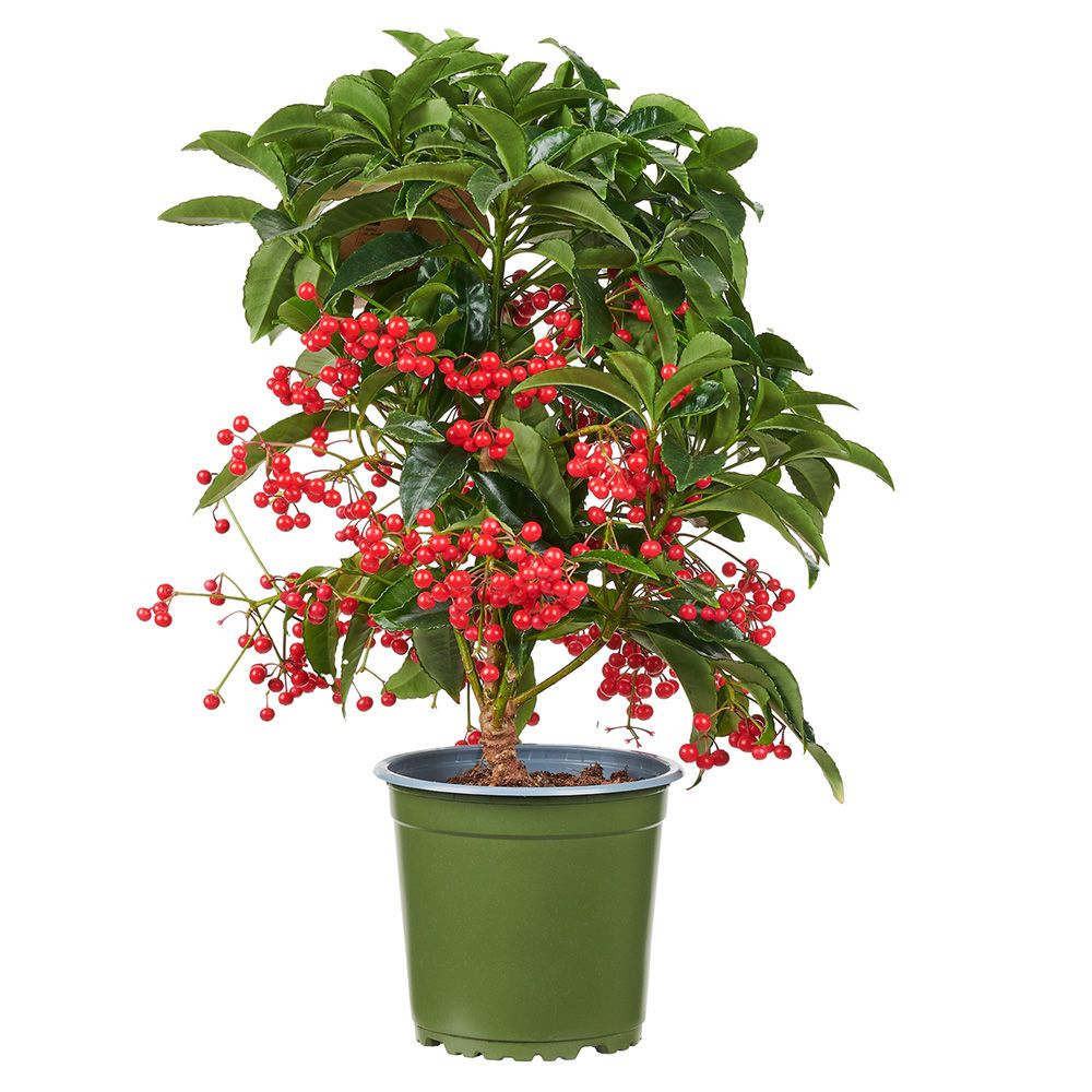 Ardisia Boss Rosie, planta decorativa cu fructe rosii stralucitoare, eleganta si usor de ingrijit pentru interior - 40cm