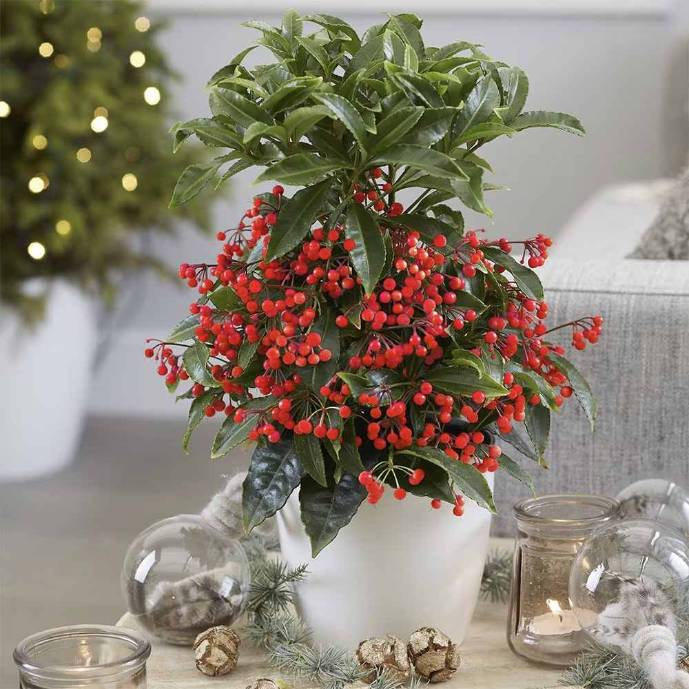 Ardisia Boss Rosie, planta decorativa cu fructe rosii stralucitoare, eleganta si usor de ingrijit pentru interior - 40cm