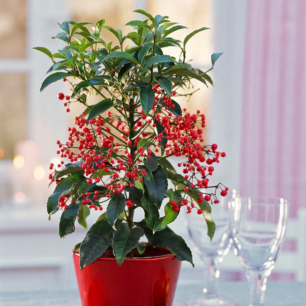 Ardisia Boss Rosie, planta decorativa cu fructe rosii stralucitoare, eleganta si usor de ingrijit pentru interior - 40cm