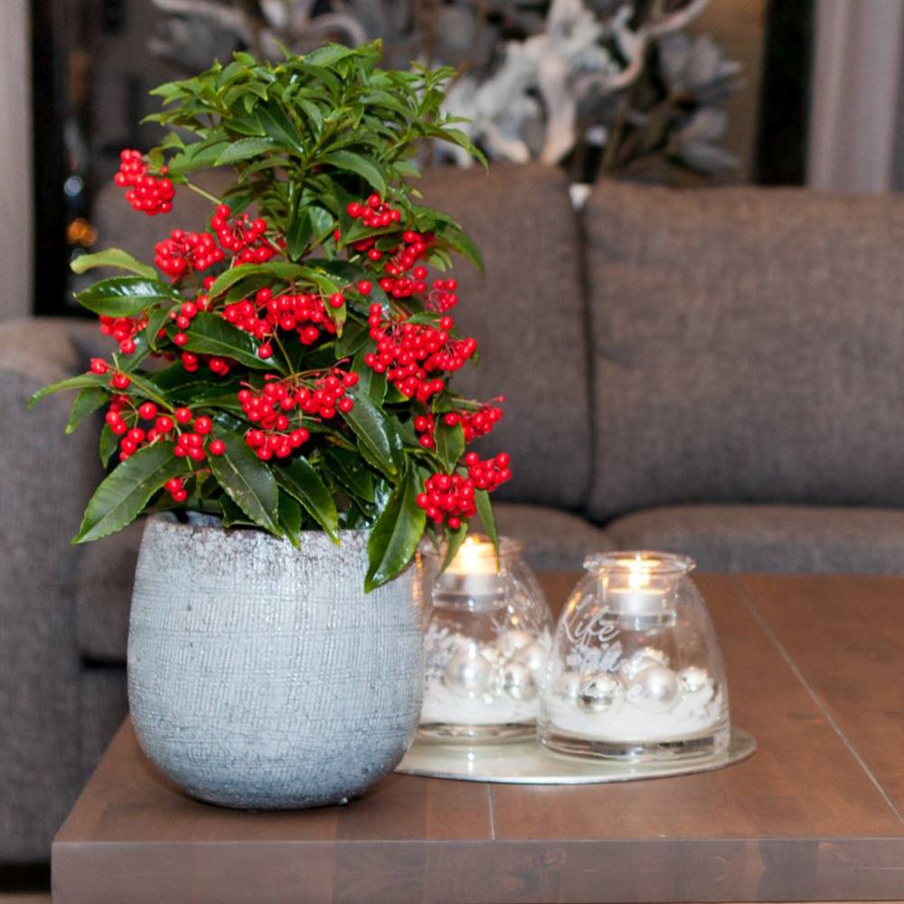Ardisia Boss Rosie, planta decorativa cu fructe rosii stralucitoare, eleganta si usor de ingrijit pentru interior - 40cm