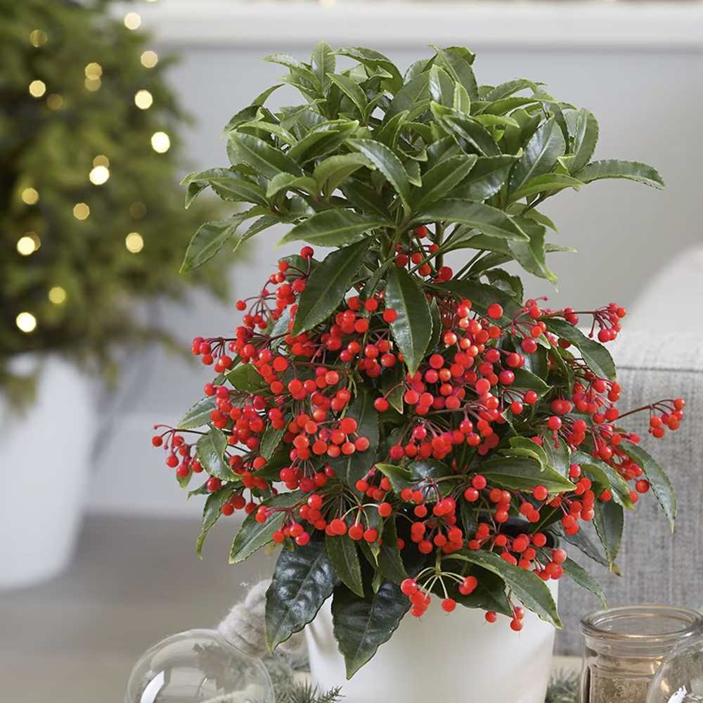 Ardisia Boss Rosie, planta decorativa cu fructe rosii stralucitoare, eleganta si usor de ingrijit pentru interior - 40cm