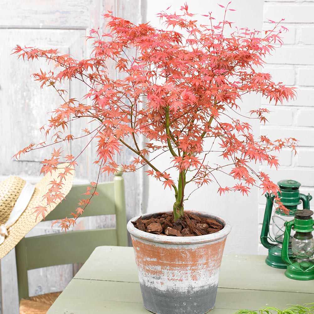 Artar japonez Butterscotch, cu frunzis verzui-portocaliu-roz