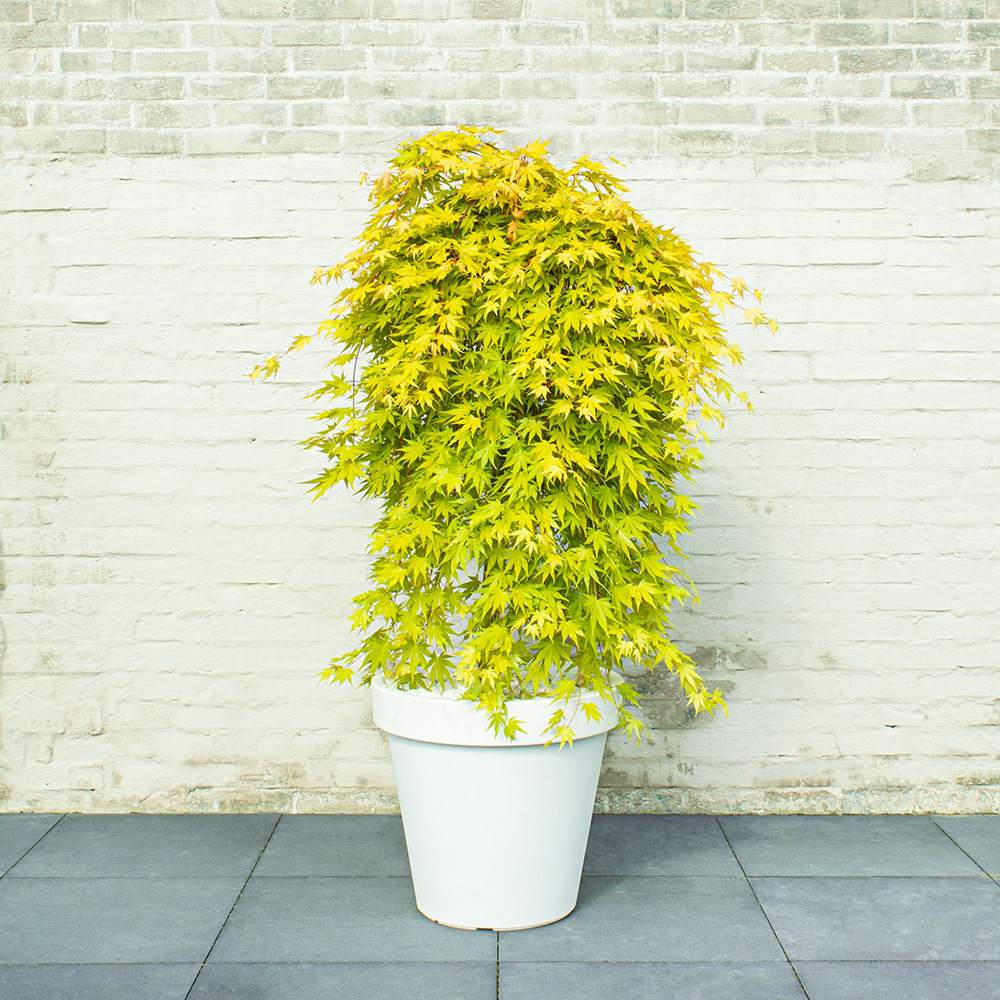 Artar Japonez Cascade Gold, cu frunzis auriu