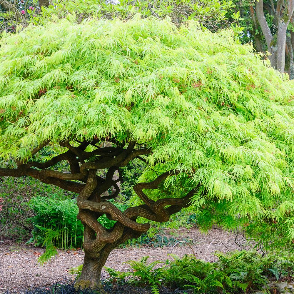 Artar Japonez Pitic Dissectum Viridis, frunze verzi dantelate, forma pletoasa, rezistenta frig -20°C