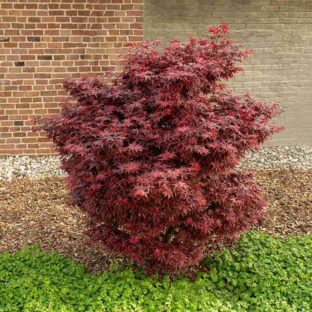 Artar Japonez Little Red, cu frunzis rosu