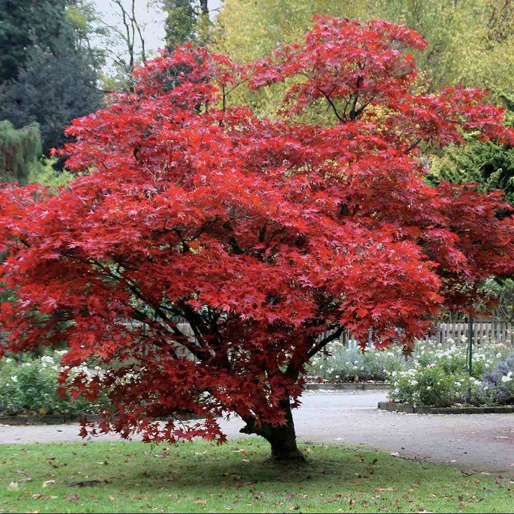 Artar Japonez Little Red, cu frunzis rosu