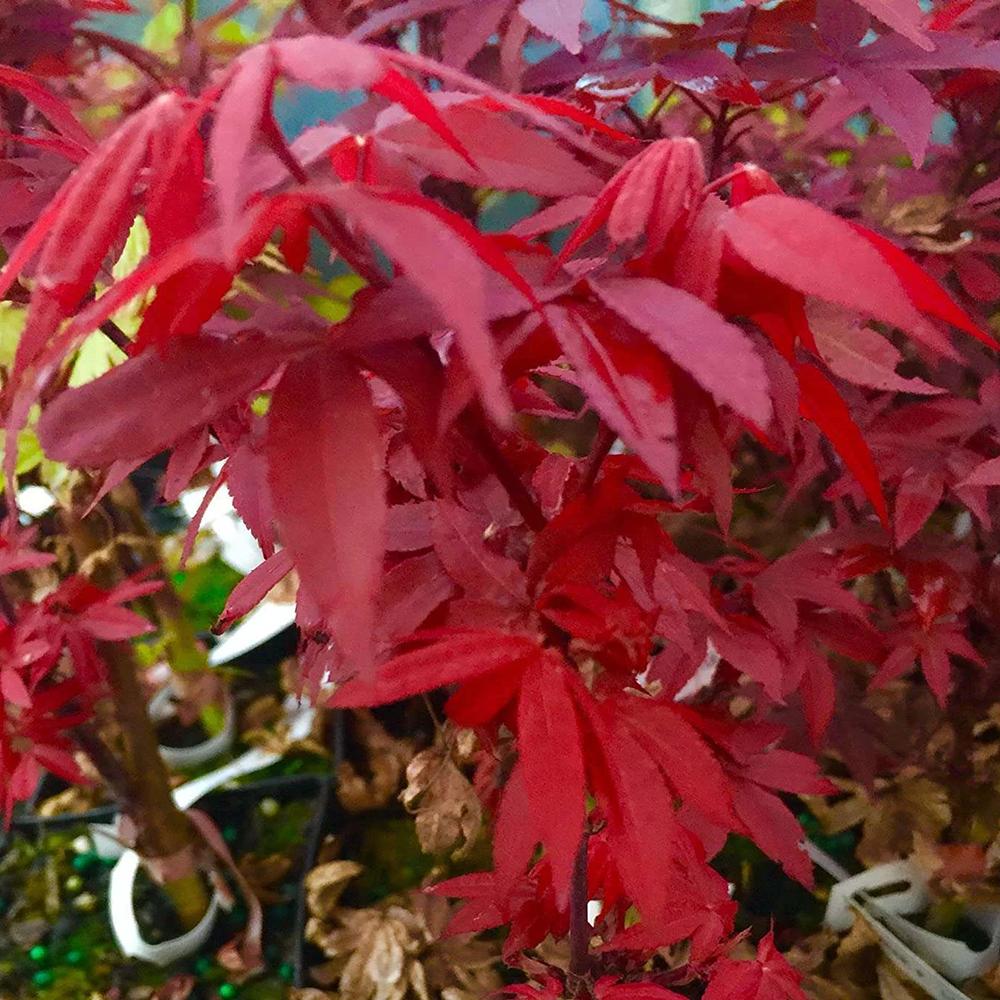 Artar Japonez Little Red, cu frunzis rosu