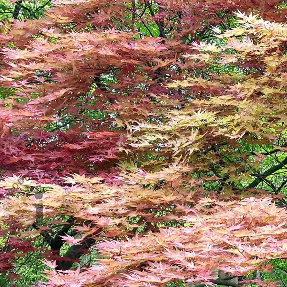 Artar Japonez Phoenix, cu frunzis rosu-verde vibrant