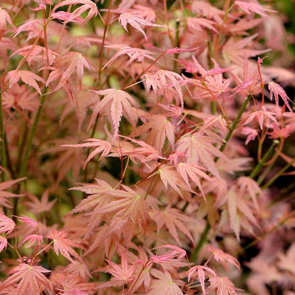 Artar Japonez Phoenix, cu frunzis rosu-verde vibrant