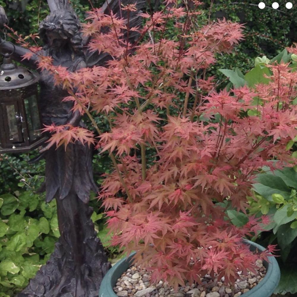 Artar Japonez Phoenix, cu frunzis rosu-verde vibrant