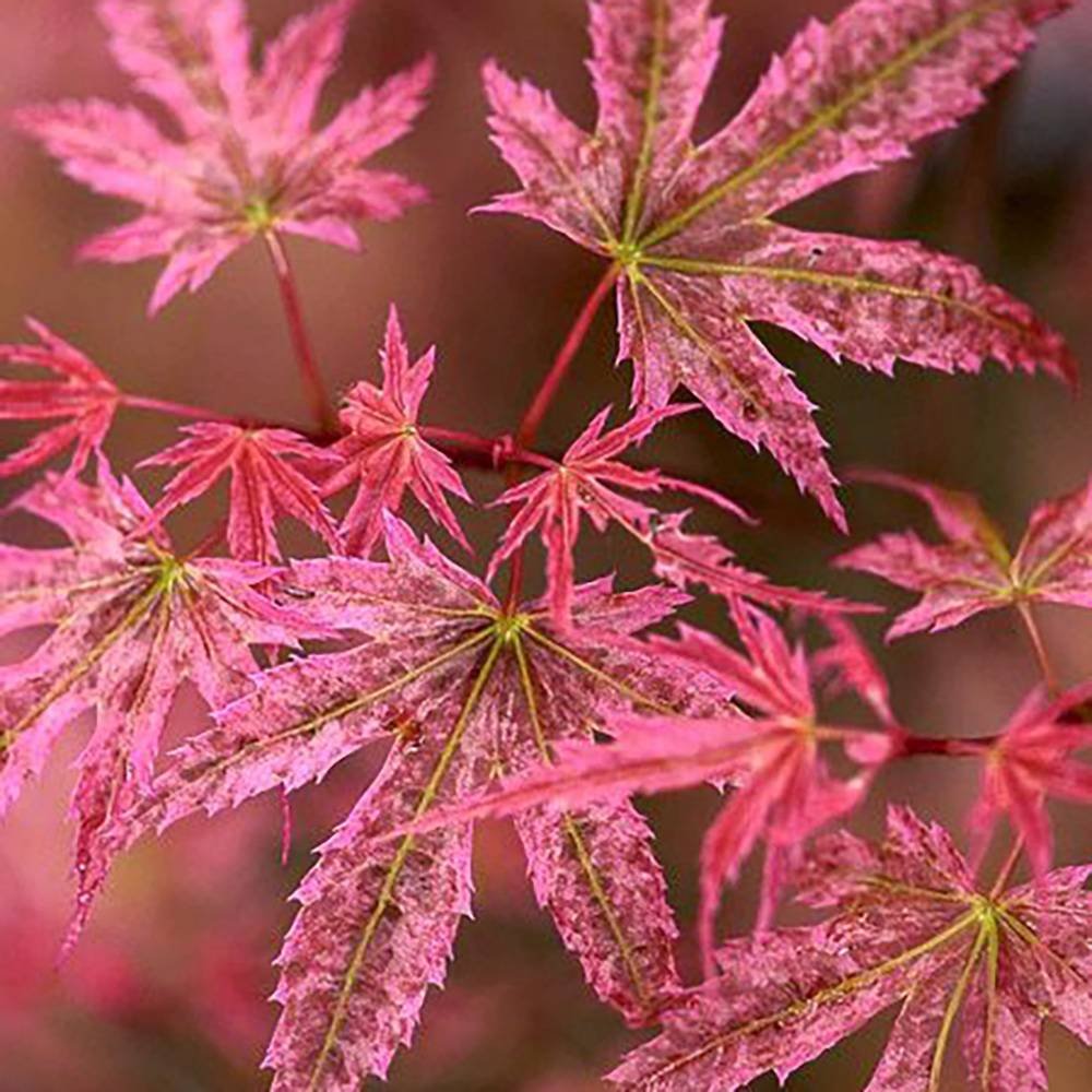 Artar Japonez Phoenix, cu frunzis rosu-verde vibrant