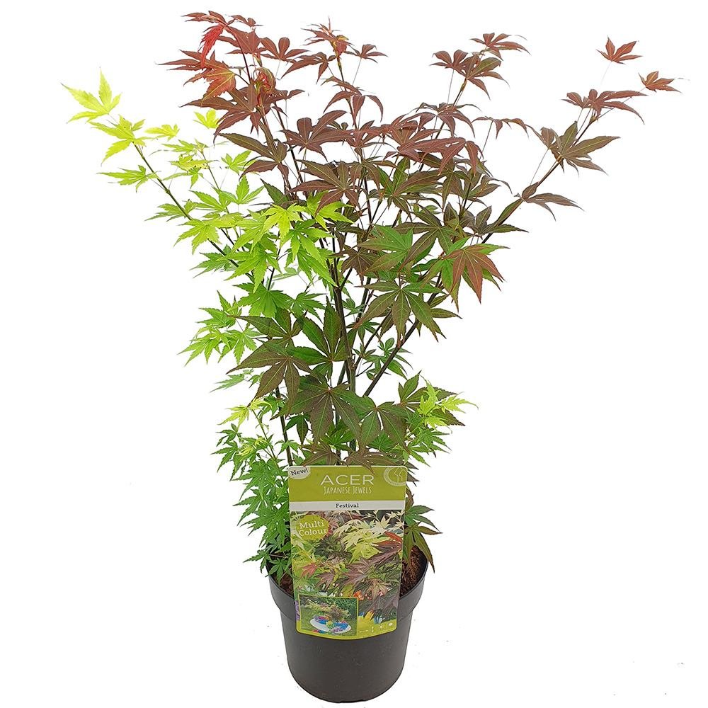 Artar Japonez Tricolor Festival, cu frunzis rosu, verde si auriu