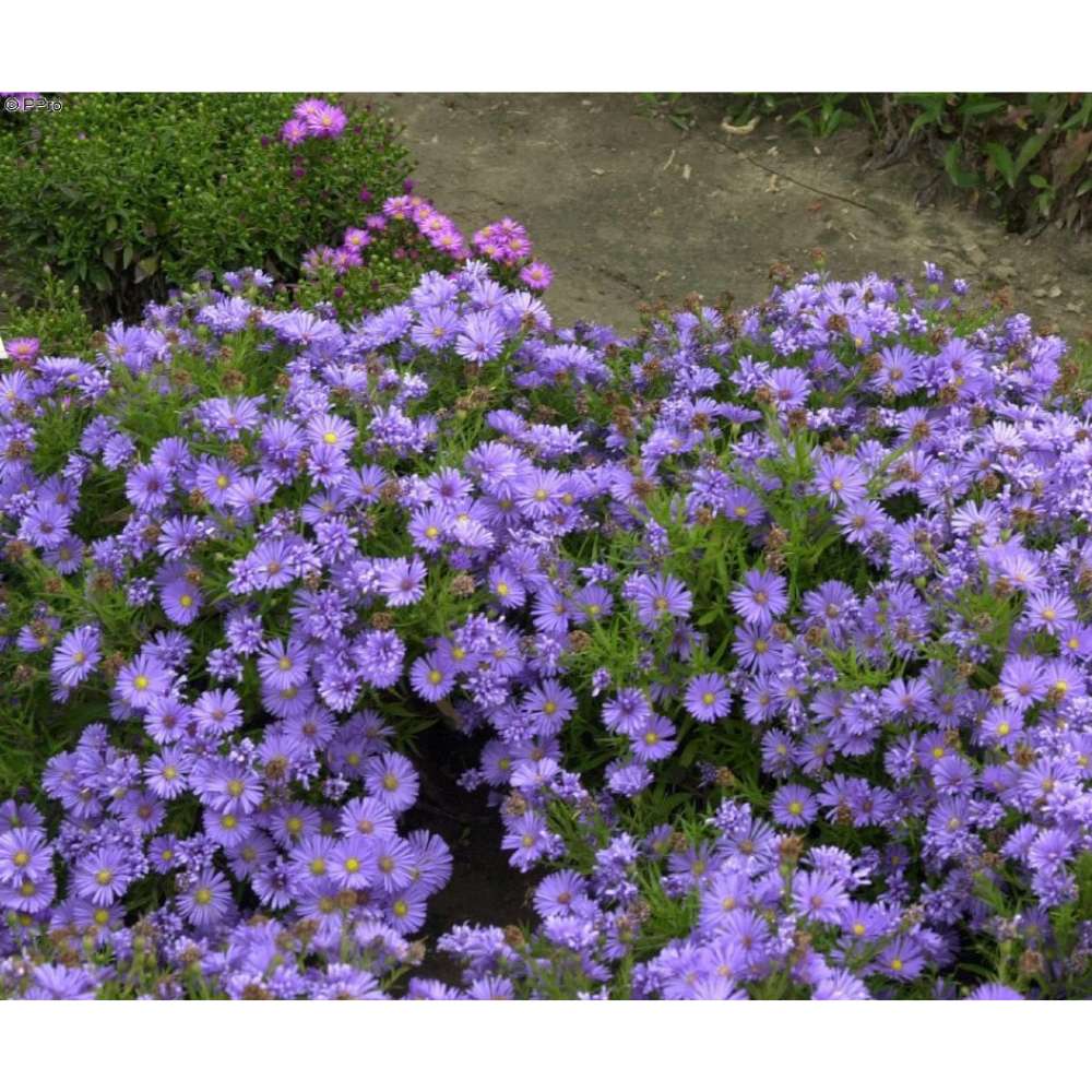 Steluta de toamna Aster Mittelmeer, perena decorativa cu flori albastre-violet, inflorire septembrie-octombrie, rezistenta frig,