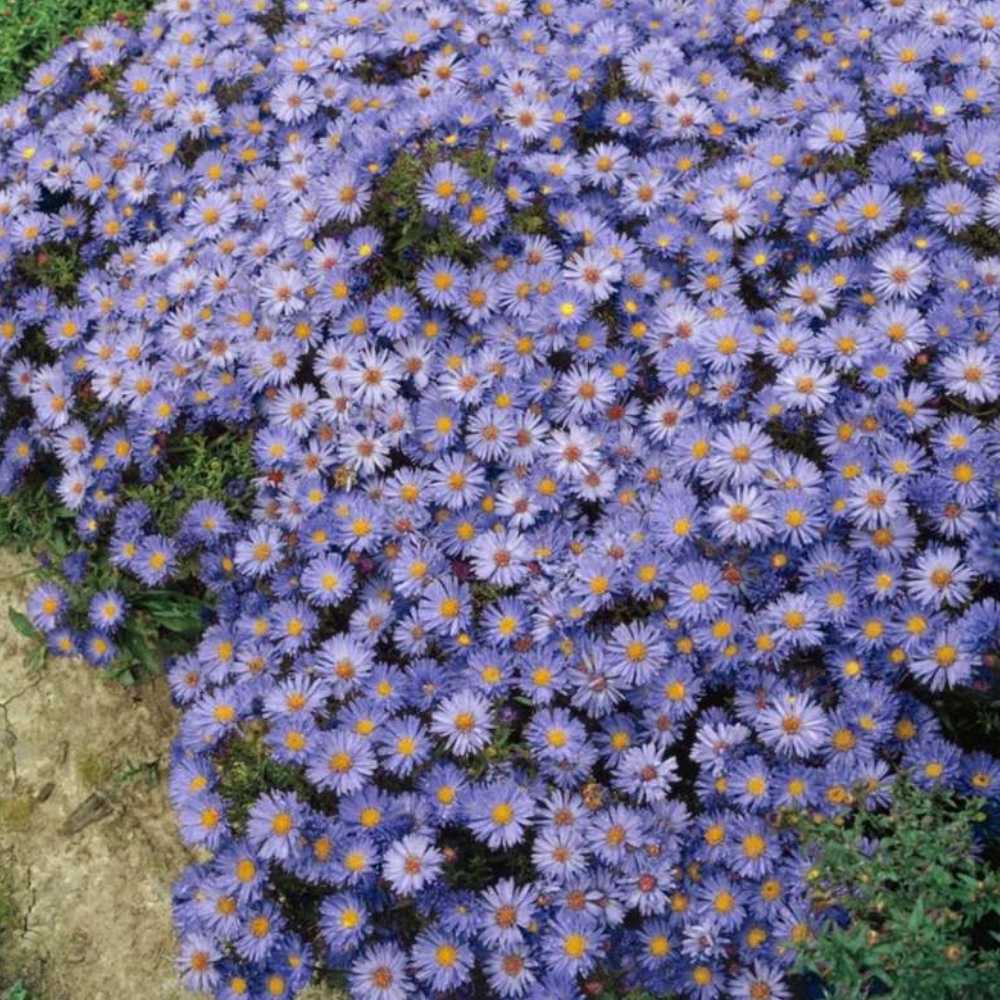 Steluta de toamna Aster Mittelmeer, perena decorativa cu flori albastre-violet, inflorire septembrie-octombrie, rezistenta frig,