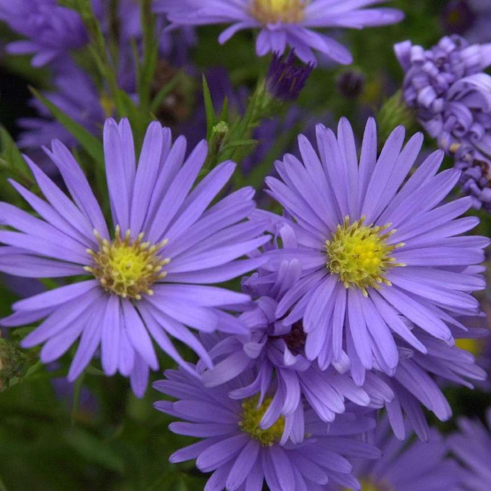 Steluta de toamna Aster Mittelmeer, perena decorativa cu flori albastre-violet, inflorire septembrie-octombrie, rezistenta frig,