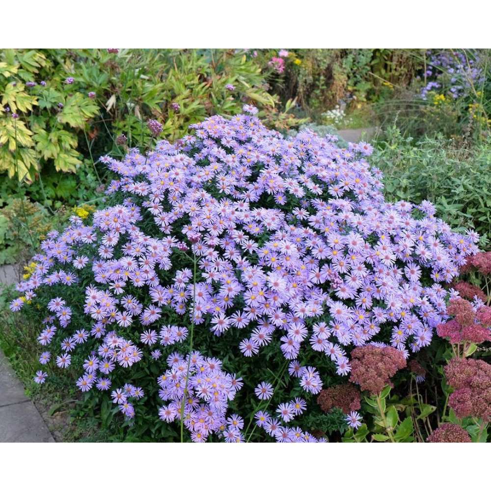 Steluta de toamna Aster Mittelmeer, perena decorativa cu flori albastre-violet, inflorire septembrie-octombrie, rezistenta frig,